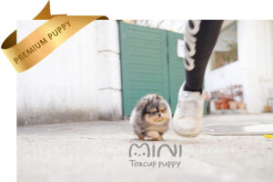 HAON(하온)3
