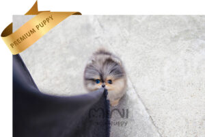 HAON(하온)4