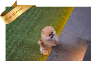 IAN(이안)3
