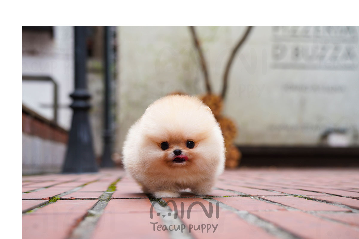 P)miniteacuppuppy-cream-pom