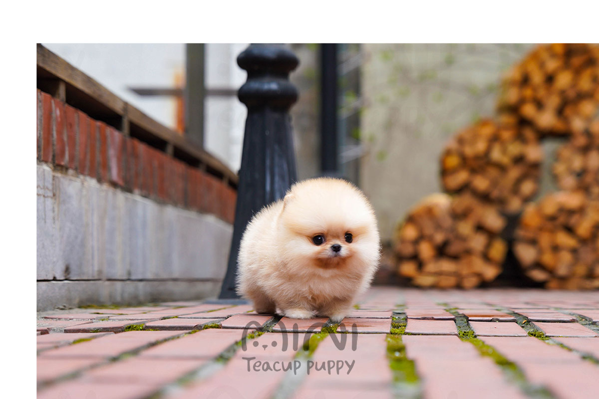 P)miniteacuppuppy-cream-pom2