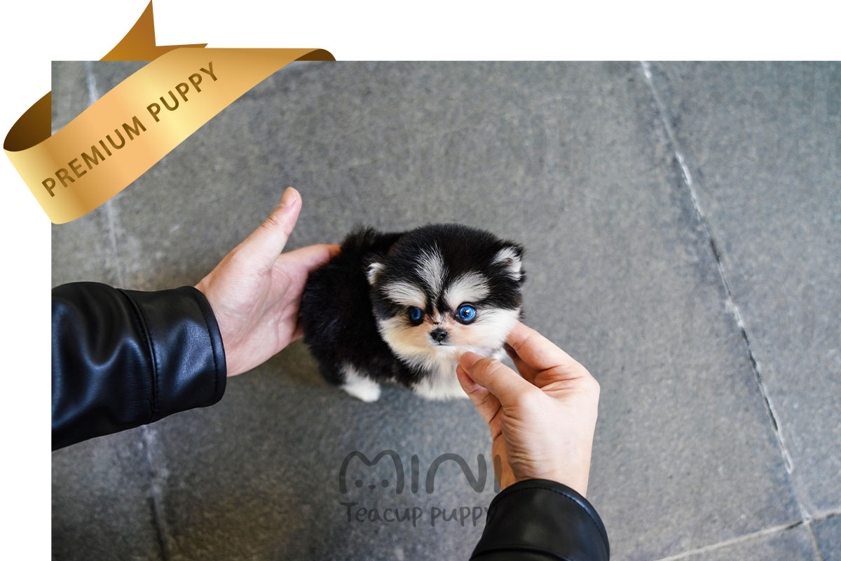 P)miniteacuppuppy-pomsky-female-rona1