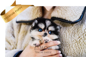 P)miniteacuppuppy-pomsky-female-rona2