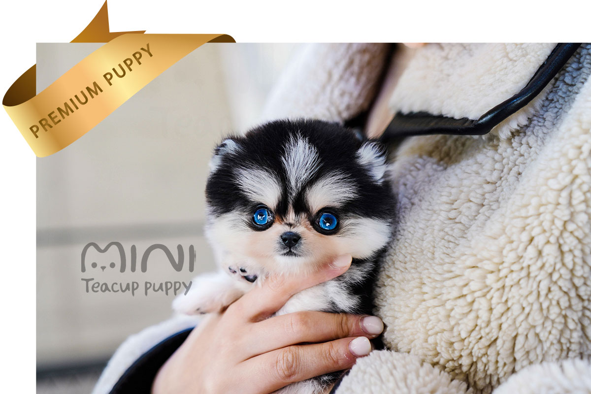 P)miniteacuppuppy-pomsky-female-rona3.jpg-