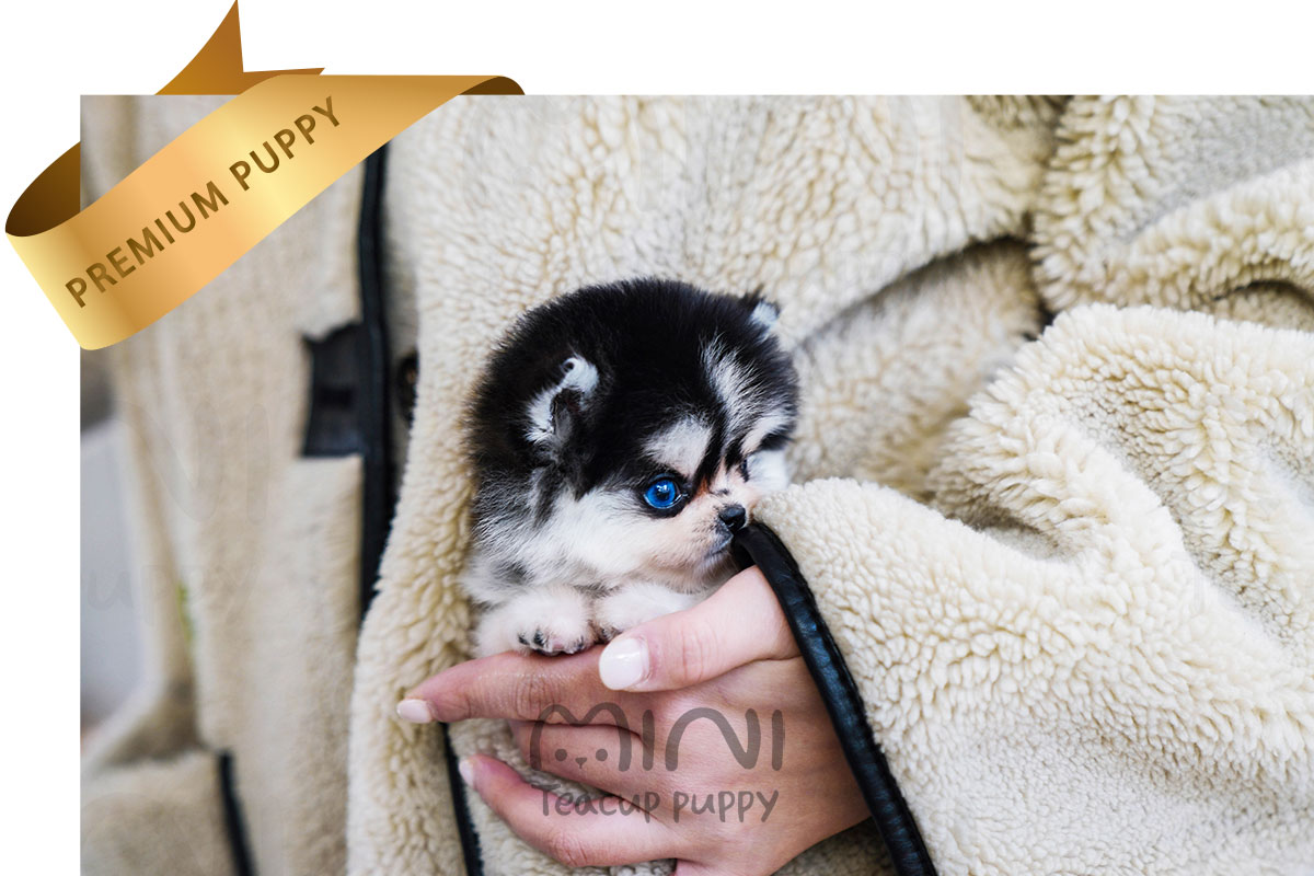 P)miniteacuppuppy-pomsky-female-rona5