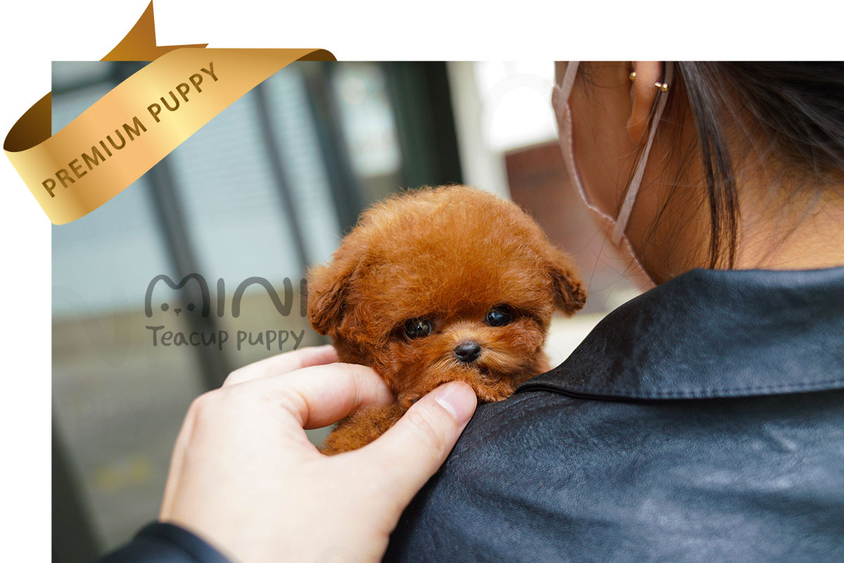 P)red-poodle-female3