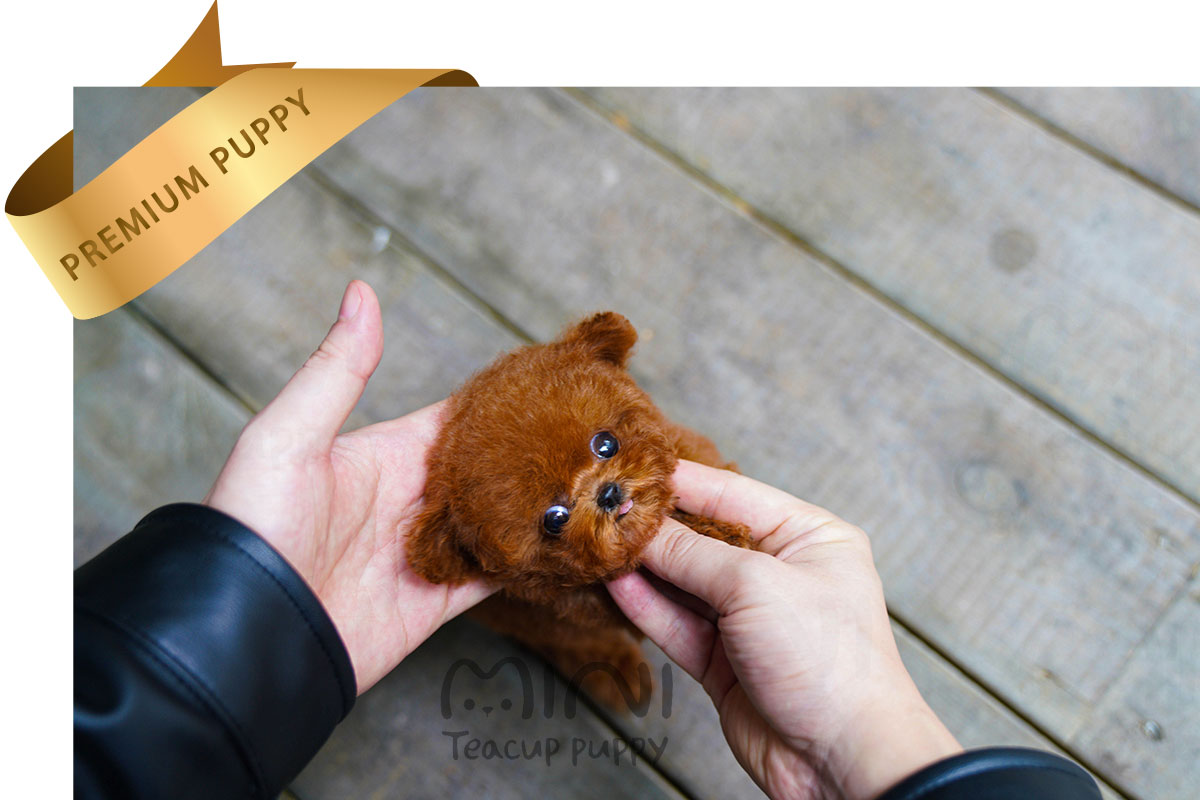 P)red-poodle-female4