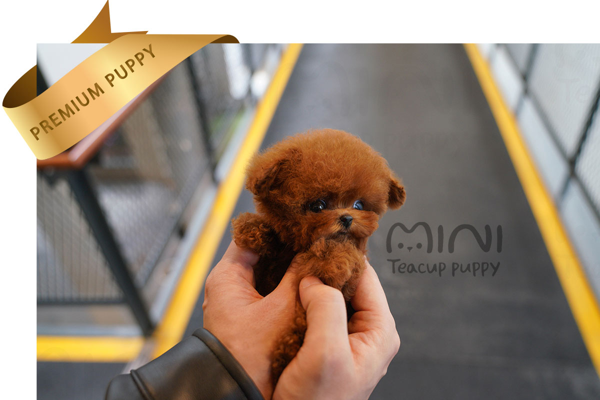 P)red-poodle-female5
