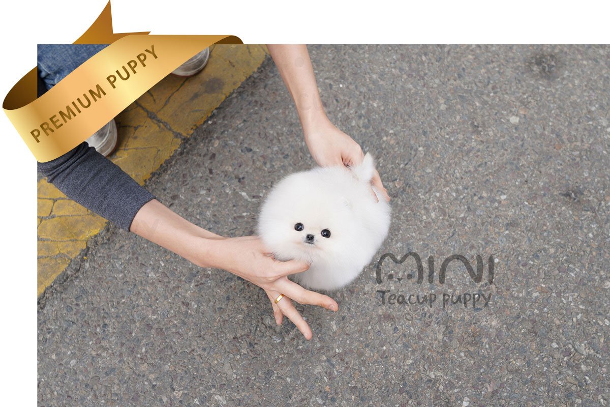 POMERANIAN (SERRI) SOLD - Image 2