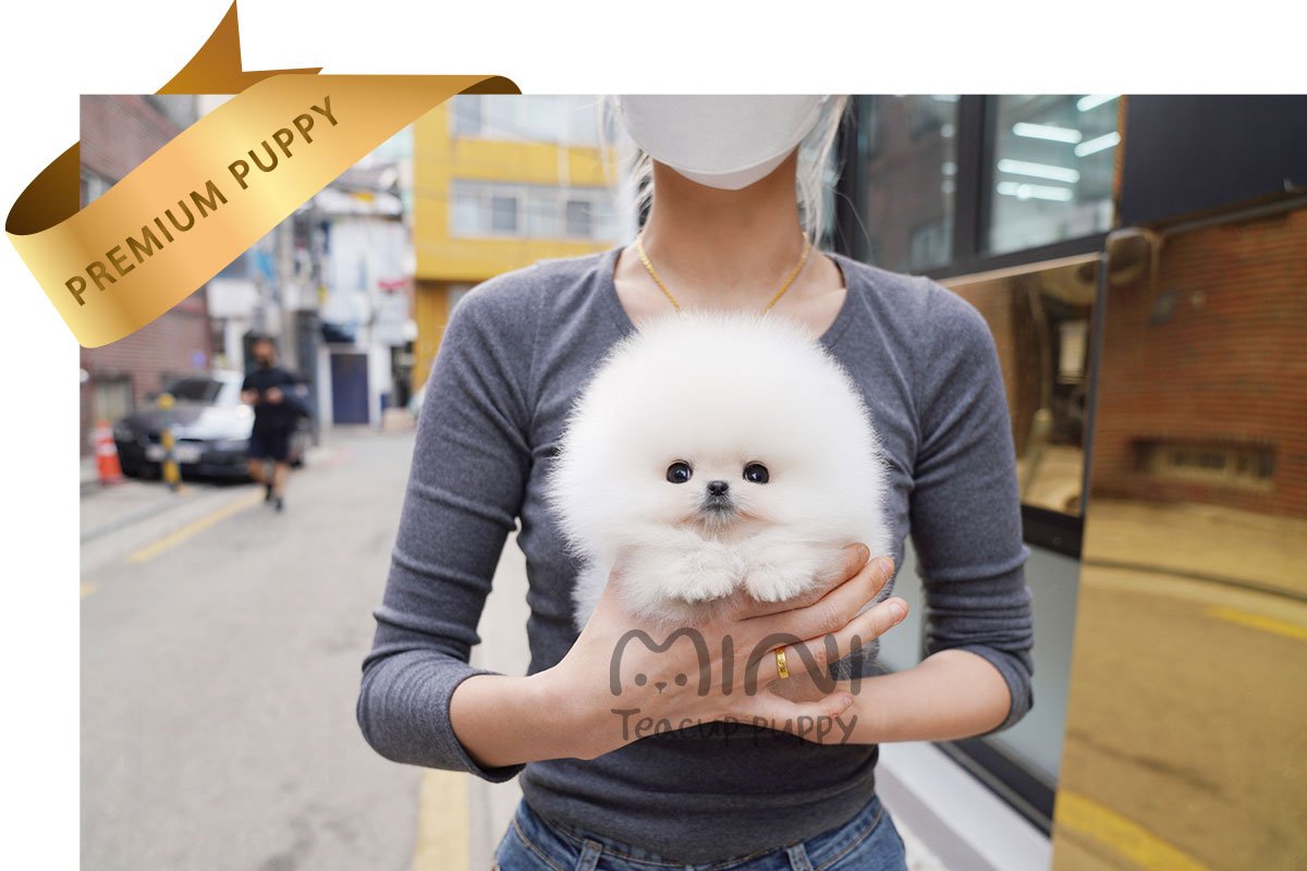 POMERANIAN (SERRI) SOLD