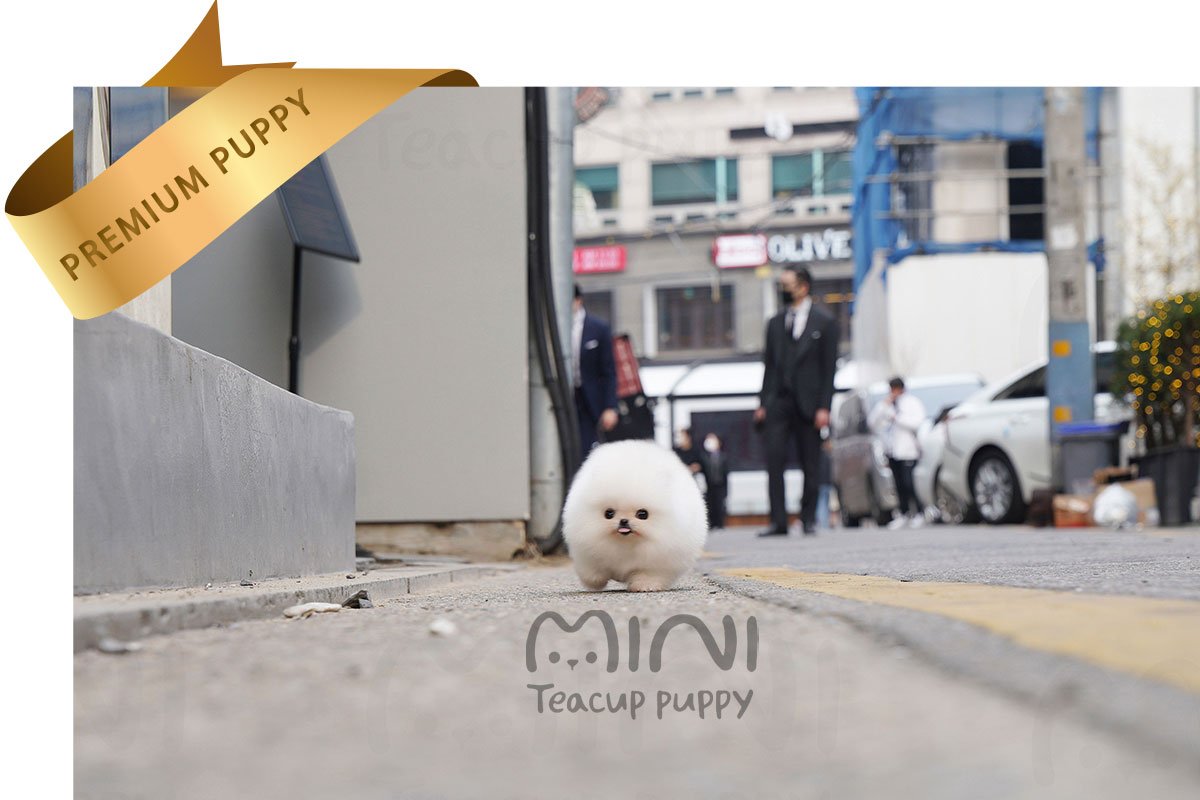 POMERANIAN (SERRI) SOLD - Image 3