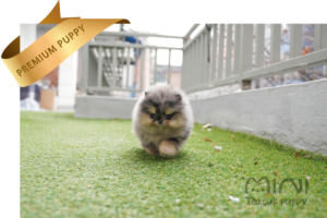 blue merle pom ba1