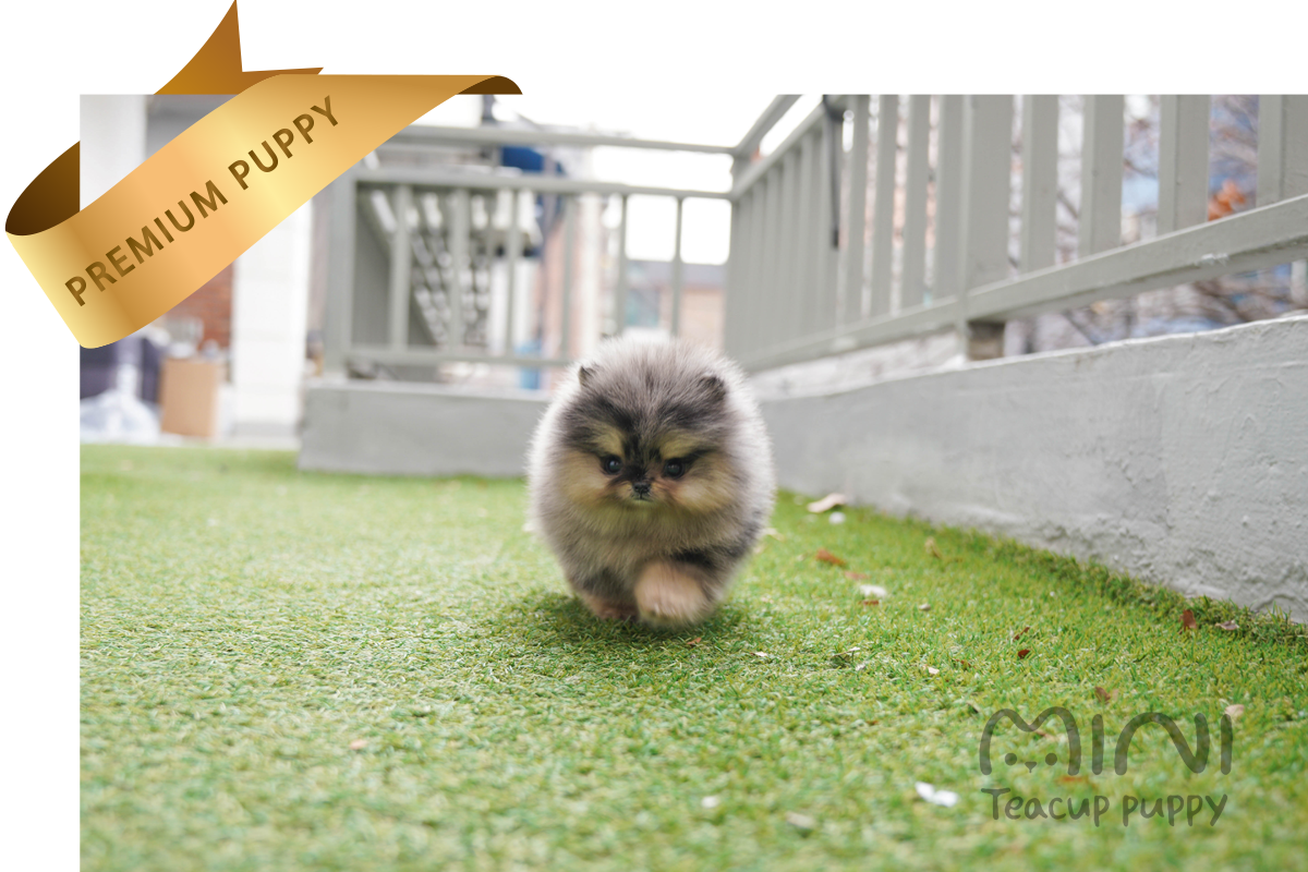 blue merle pom ba1