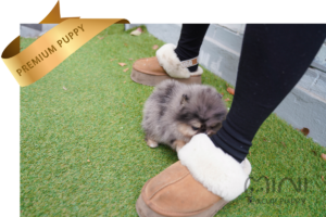 blue merle pom ba2