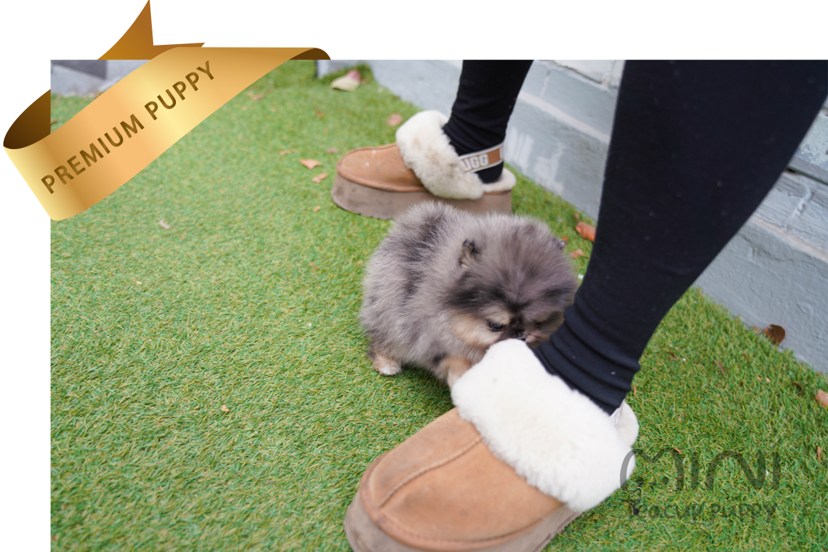 blue merle pom ba2