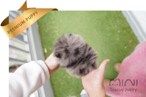 blue merle pom ba3
