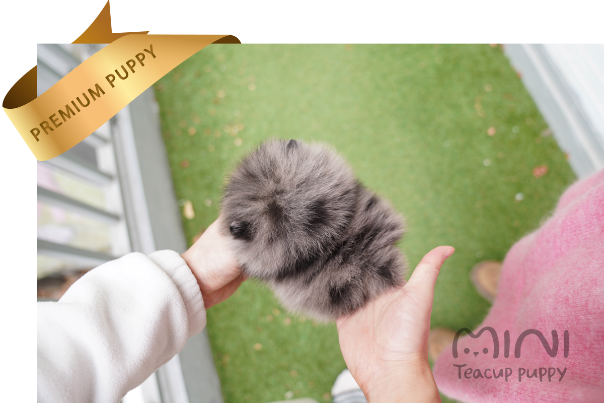 blue merle pom ba3