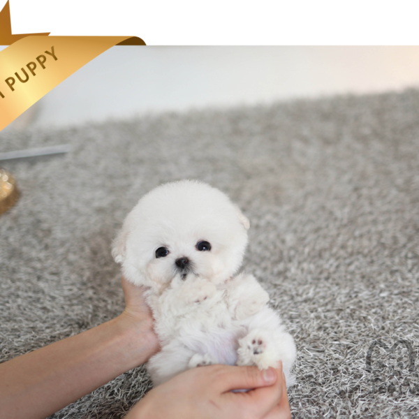 BICHON FRISE(SENA) SOLD Mini Teacup Puppy