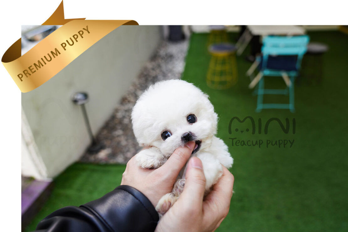 BICHON FRISE (FAUL) SOLD Mini Teacup Puppy