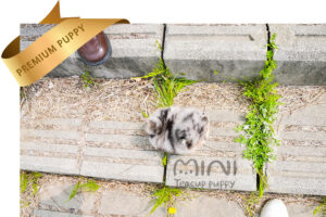 P)mini-teacup-puppy-roro5