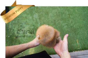 P)miniteacuppuppy-orange-pom-bella5