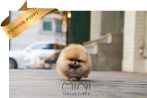 P)miniteacuppuppy-orange-pom-bella6