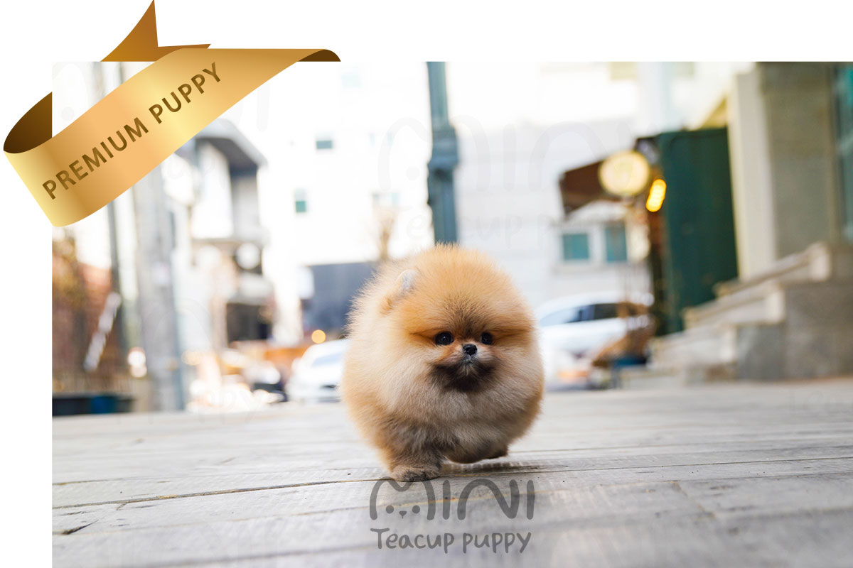 P)miniteacuppuppy-orange-pom-bella7