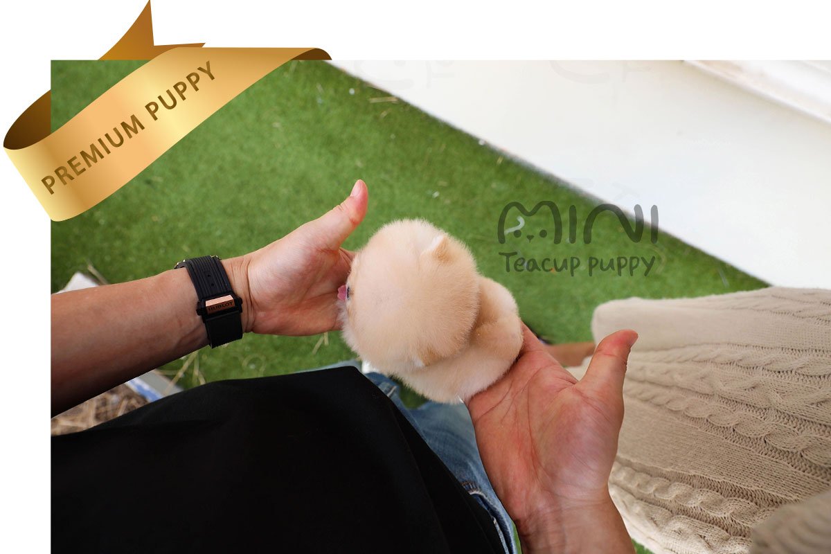 POMERANIAN (ELLIEl) SOLD - Image 2