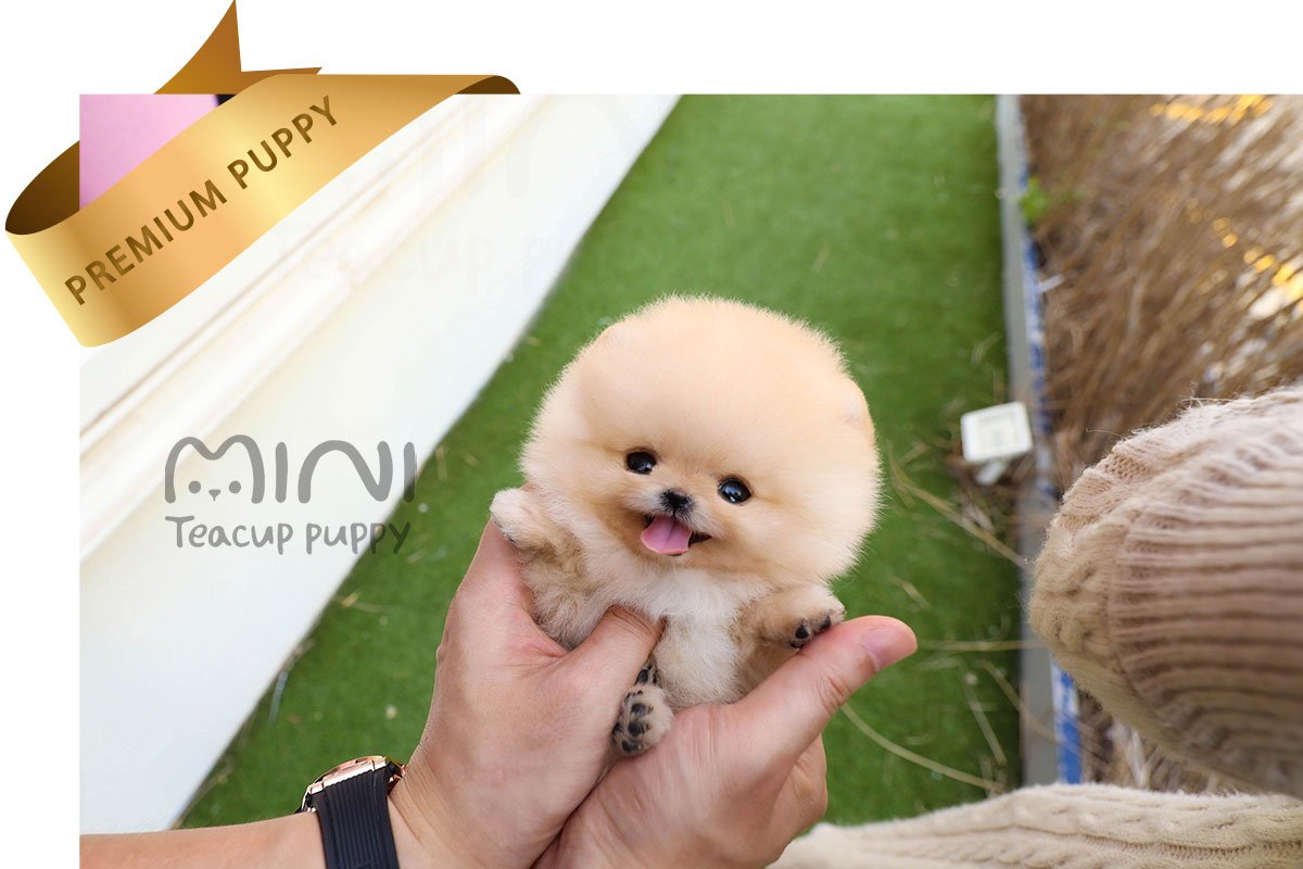 POMERANIAN (ELLIEl) SOLD - Image 3