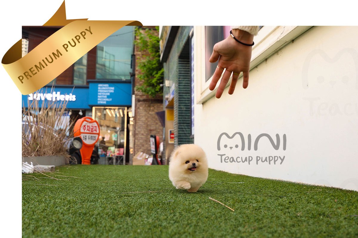 POMERANIAN (ELLIEl) SOLD - Image 4