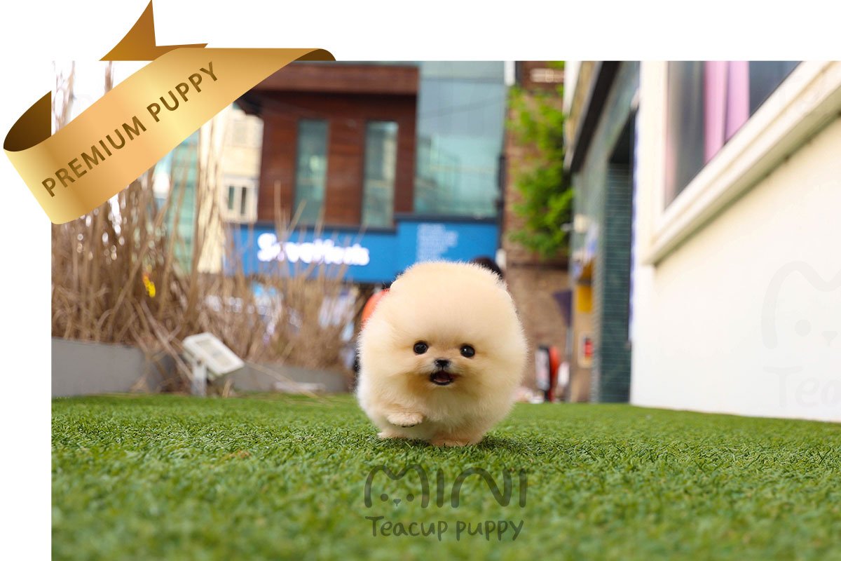 POMERANIAN (ELLIEl) SOLD