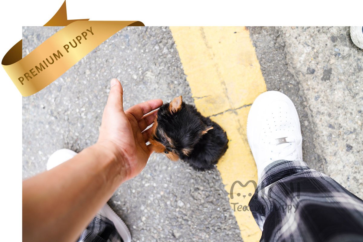 YORKIE (BRODY) SOLD - Image 2