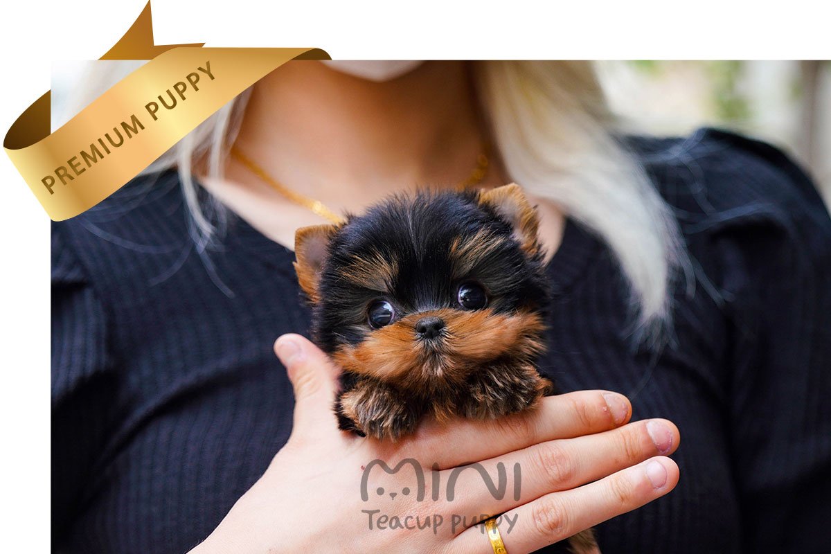 YORKIE (BRODY) SOLD - Image 4