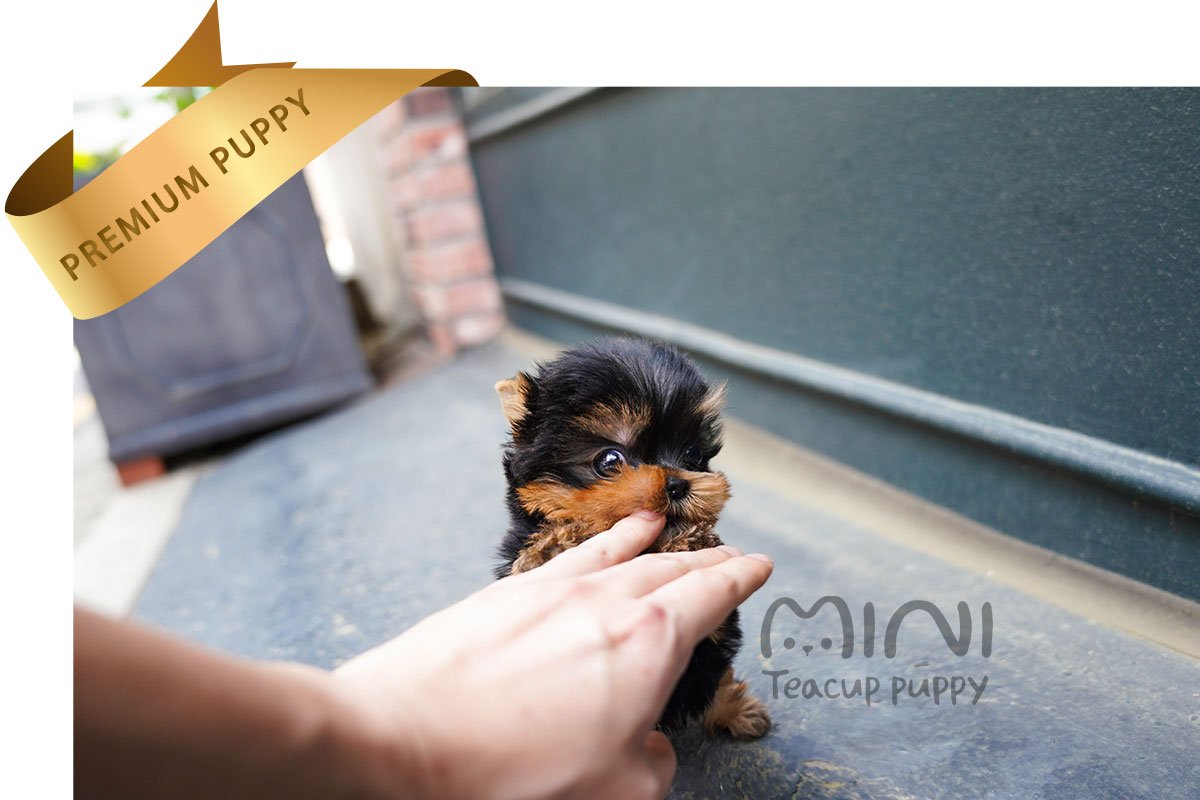 YORKIE (BRODY) SOLD - Image 3