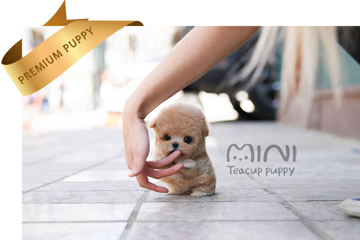 P)cream-maltipoo-female1