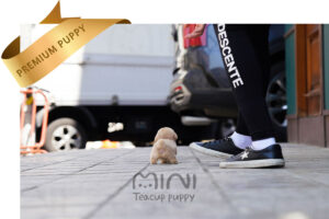 P)cream-maltipoo-female8