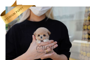 P)cream-maltipoo-female9