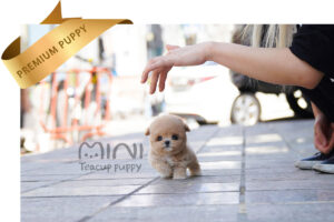 P)cream-maltipoo6