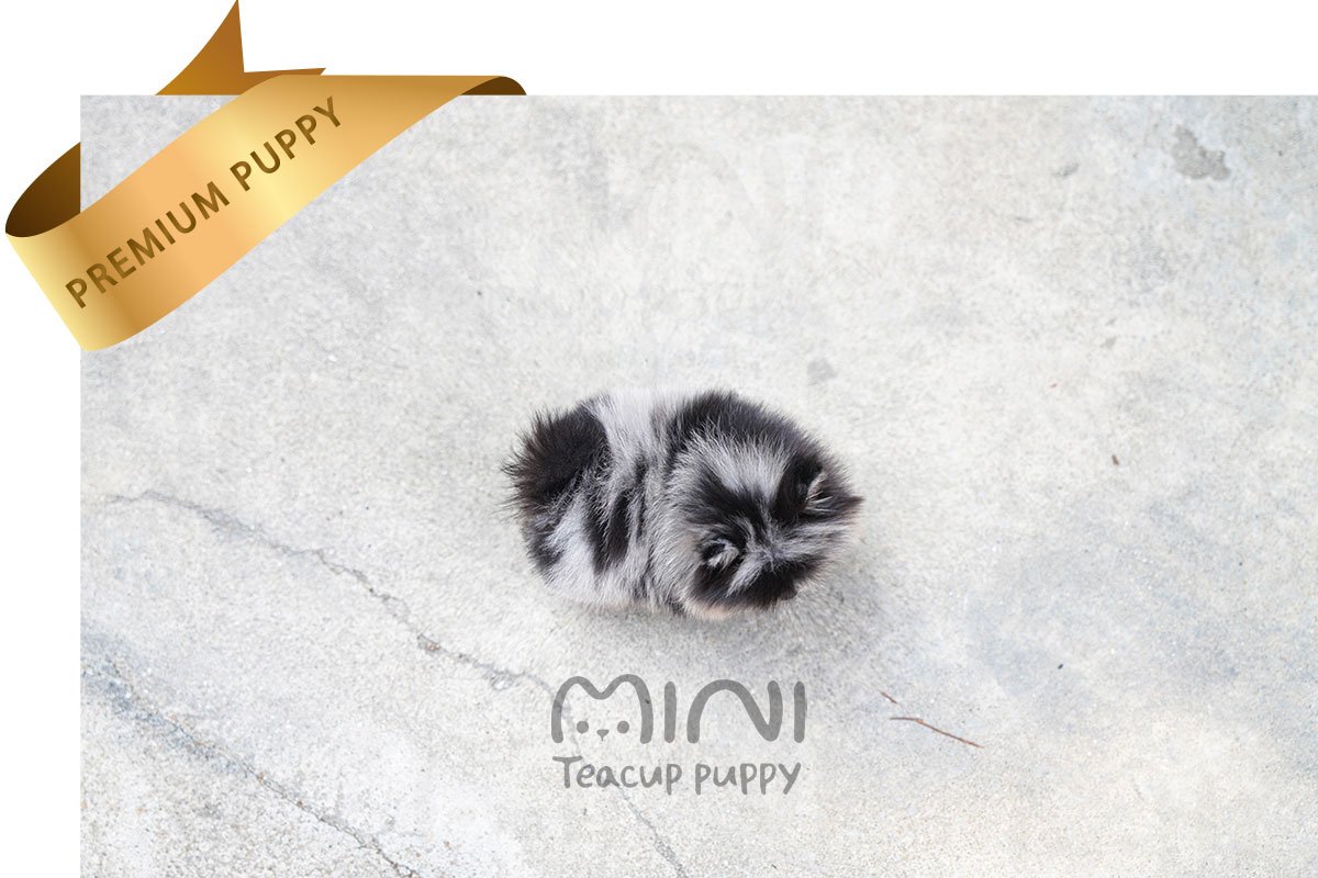 POMERANIAN (COOPRE) SOLD - Image 2