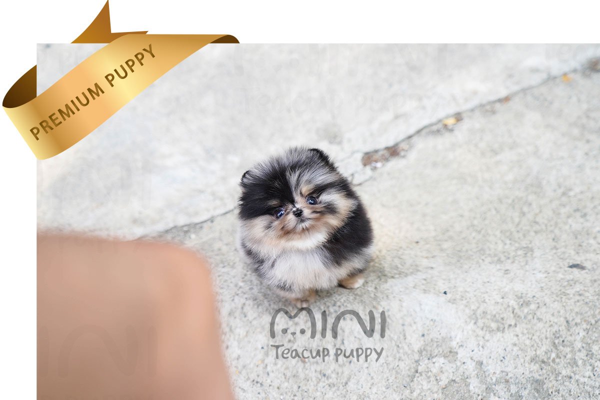 POMERANIAN (COOPRE) SOLD