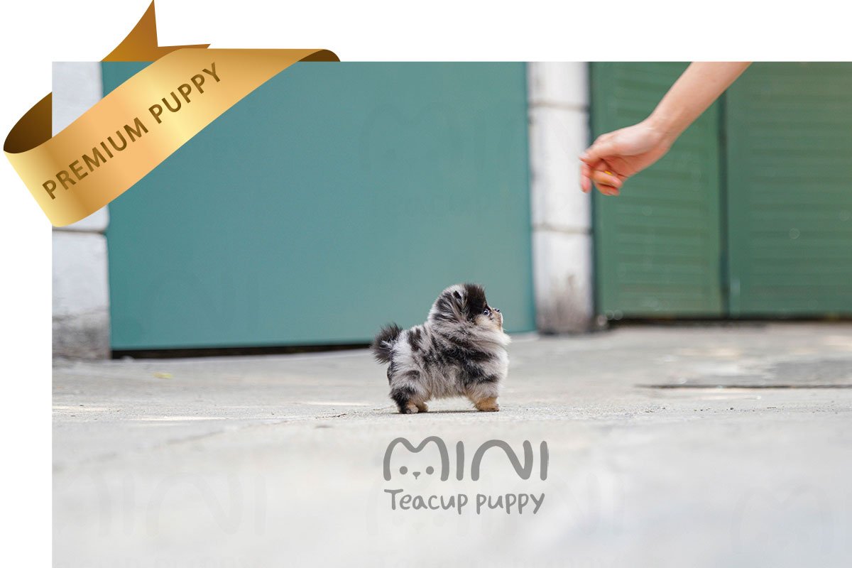 POMERANIAN (COOPRE) SOLD - Image 3