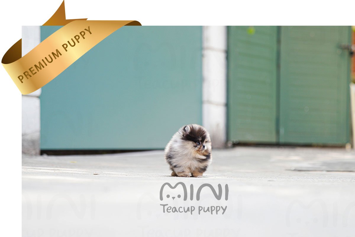 POMERANIAN (COOPRE) SOLD - Image 4