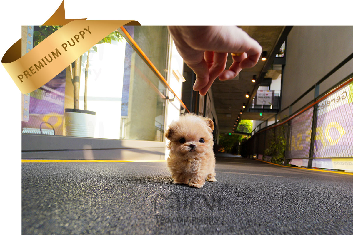 P)miniteacuppuppy-maltipoo-boy