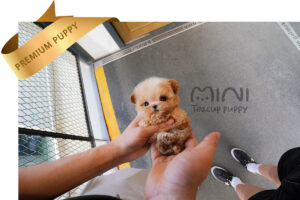 MALTIPOO (KOBE) SOLD