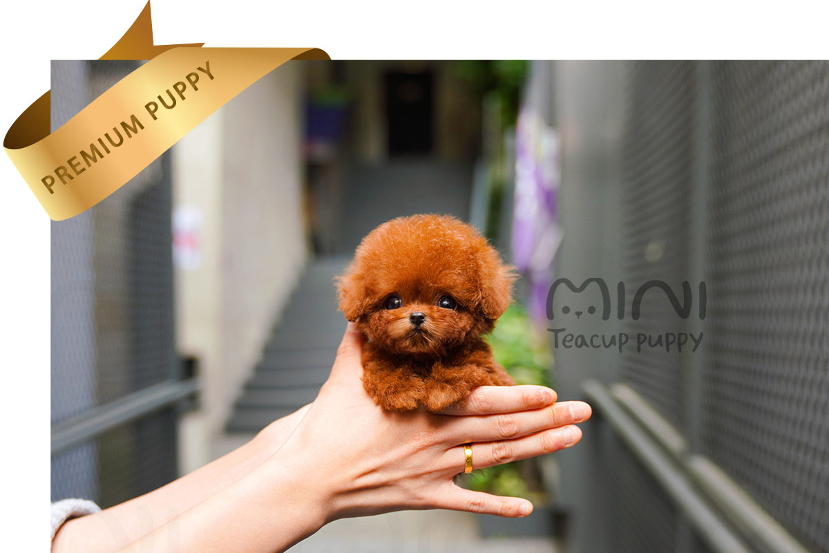 P)miniteacuppuppy-red-poodle-1