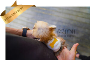 P)morkie-female3