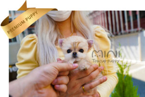 P)morkie-female4