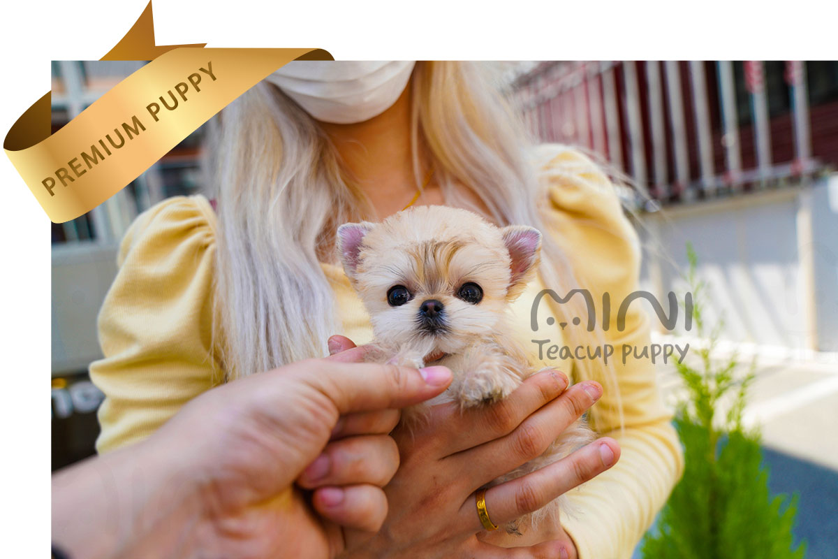 P)morkie-female4