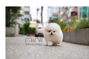 P)pomeranian-creamparti-male(블)