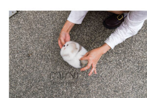 P)pomeranian-creamparti-male(블)1